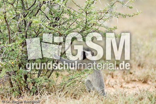 Grüne Meerkatzen (49 von 67).jpg